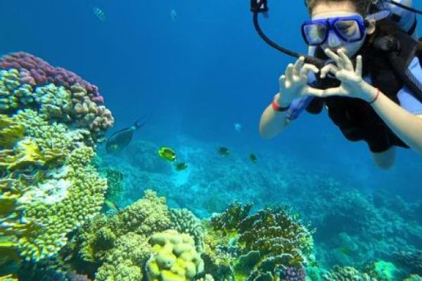 Scuba Diving for Coral Sightseeing